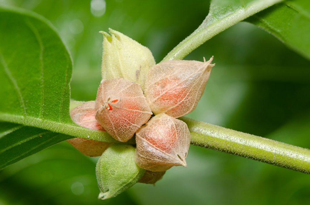 How Ashwagandha Can Help Reduce Anxiety and Improve Mental Wellness