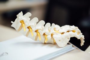 A detailed model of a human spine demonstrating anatomical features including yellow nerve roots.